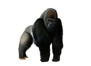 PNG Picture Gorilla PNG images