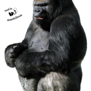 PNG File Gorilla PNG images