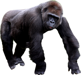 Free Download Of Gorilla Icon Clipart PNG images
