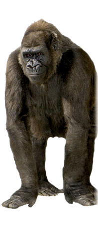 Background Gorilla Png Hd Transparent PNG images