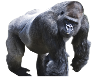 Gorilla Icon Download PNG images