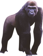 Browse And Download Gorilla Png Pictures PNG images