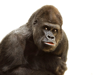 Download Gorilla High-quality Png PNG images