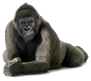 PNG Pic Gorilla PNG images