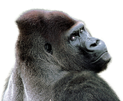 Browse And Download Gorilla Png Pictures PNG images