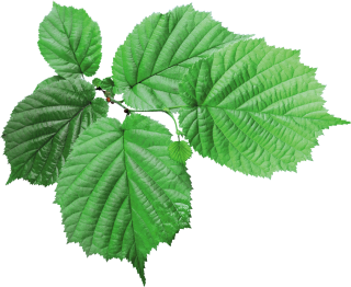 Green, Leaf, Leaves Png Image PNG images