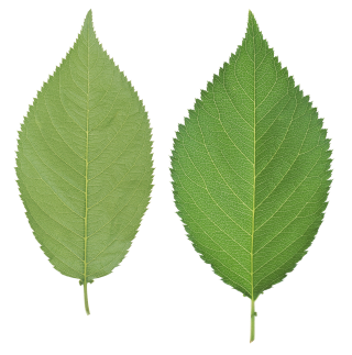 Green Leafs Png PNG images