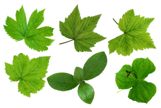 Green Leaves Png Images PNG images