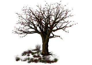 Best Free Halloween Tree Png Image PNG images