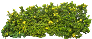 Download And Use Hedges Png Clipart PNG images