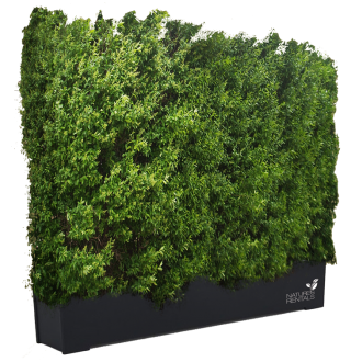 Get Hedges Png Pictures PNG images