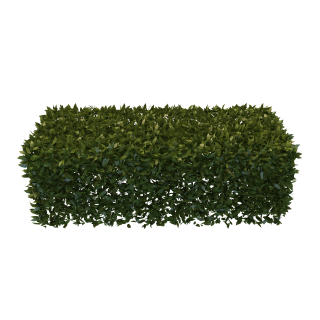 PNG Hedges Pic PNG images