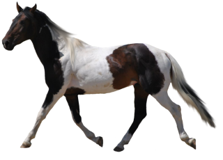 Png Format Images Of Horse PNG images