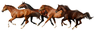 Transparent Background Png Horse PNG images