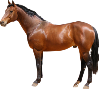 Png Format Images Of Horse PNG images