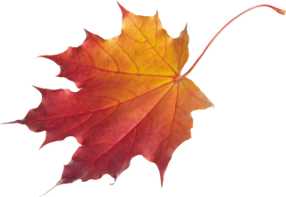 Leaf Drawing Vector PNG images