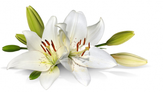 Best Free Lily Png Image PNG images