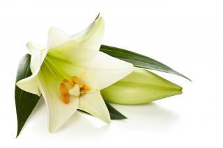 Free Download Lily Png Images PNG images
