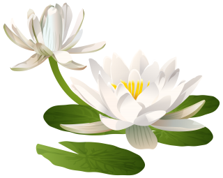 Lilies Png Format Images Of Lily PNG images