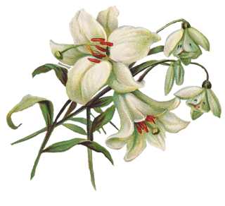 Lily Clipart PNG images