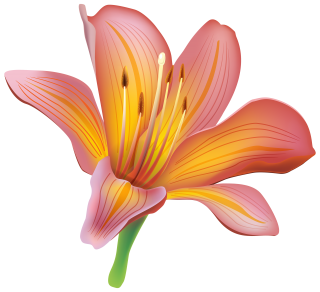 Lily Designs Png Flowers PNG images