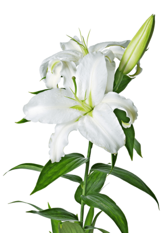 Lily, Lilies Flower PNG File PNG images