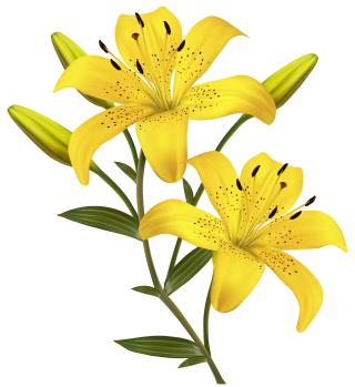 Lily PNG Clipart PNG images