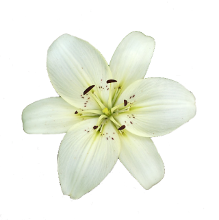 Lily White High-quality Png PNG images