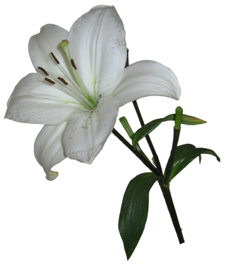 Real Lily Png Clipart PNG images