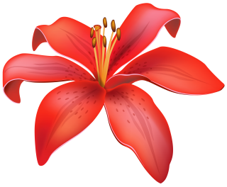 Red Lily PNG HD PNG images
