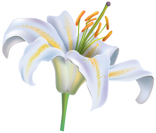 White Flower Lily PNG images