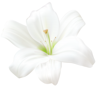 White Lily PNG PNG images