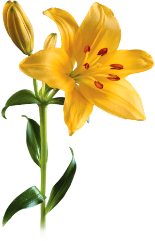 Yellow Lily Flower Transparent Background PNG images