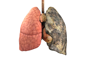 Clipart Free Lung Best Images PNG images