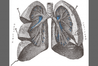 Lung Collection Png Clipart PNG images