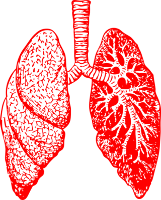 Free Download Lung Png Images PNG images