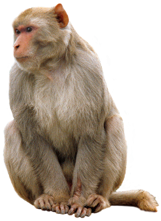 Download Free High-quality Monkey Png Transparent Images PNG images
