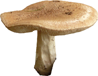 Mushroom Clipart Png PNG images