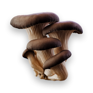 Mushroom Pictures PNG PNG images