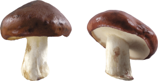 Free Download Mushroom Images PNG images