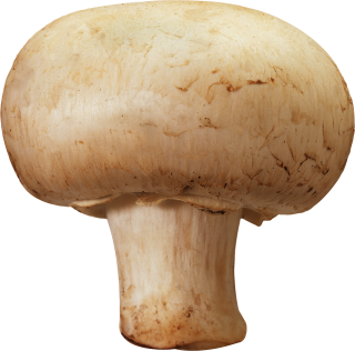 Png Format Images Of Mushroom PNG images
