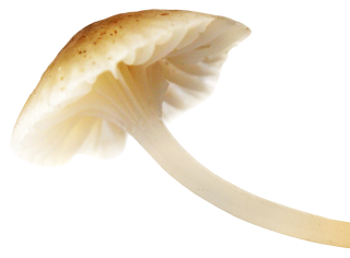 Mushroom Download Picture PNG images