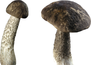 Png Download Free Vector Mushroom PNG images