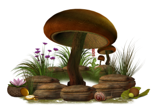 Download Free Png Vector Mushroom PNG images