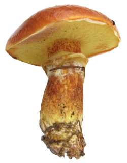 Png Format Images Of Mushroom PNG images