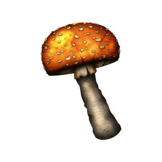 Mushroom Clipart PNG PNG images