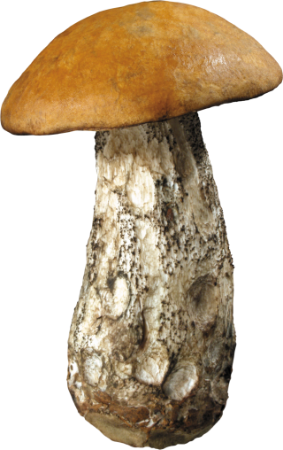 Mushroom Image PNG PNG images