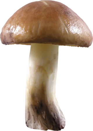 Mushroom PNG Image PNG images
