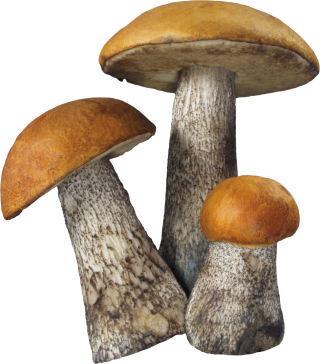 Mushroom Png Image PNG images