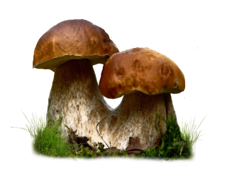 Mushroom Png Photo PNG images